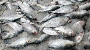 ইলিশ মাছ