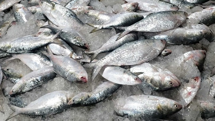 ইলিশ মাছ